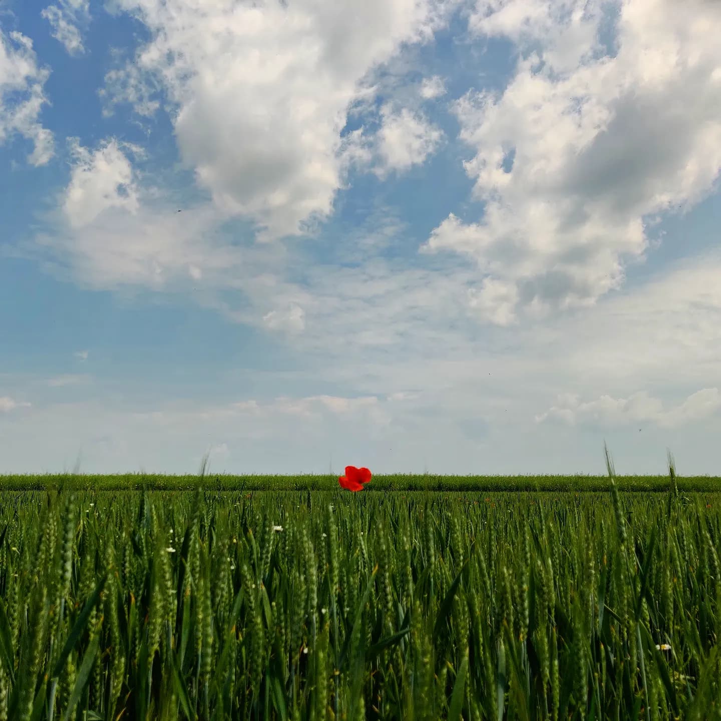 A single poppy in a green wheat field under cumulus