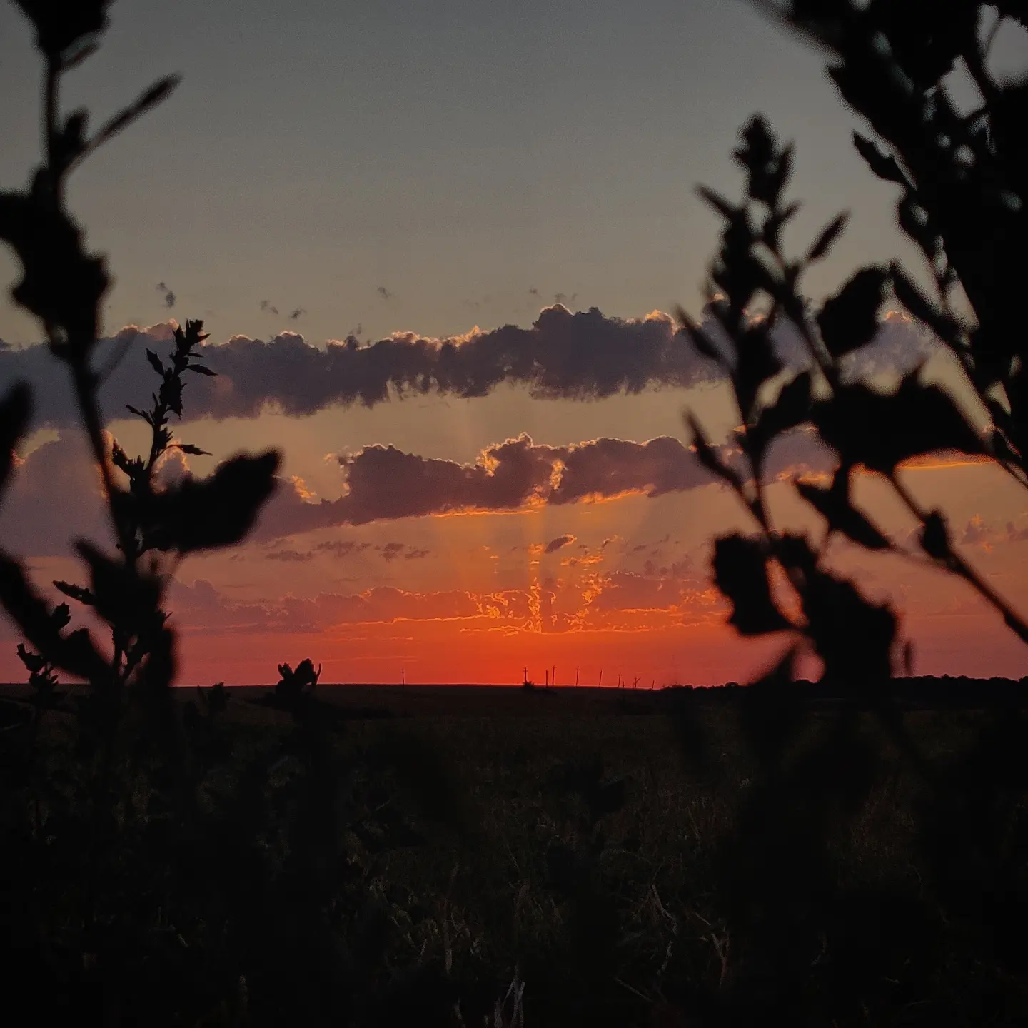 The sun setting through thistles over a flat field
